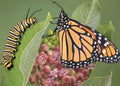 10 Monarch Caterpillars