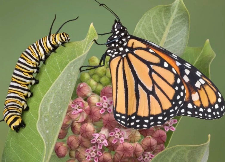 10 Monarch Caterpillars
