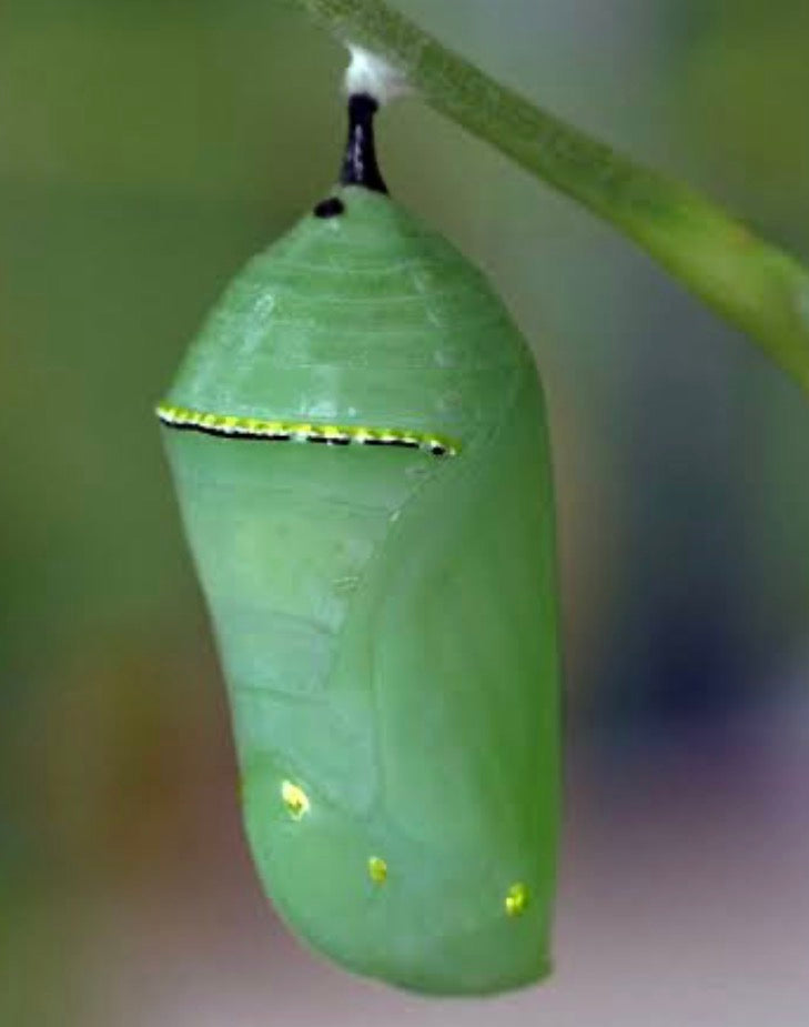 5 Monarch Chrysalis