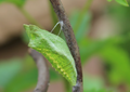 5 Black Swallowtail Chrysalis