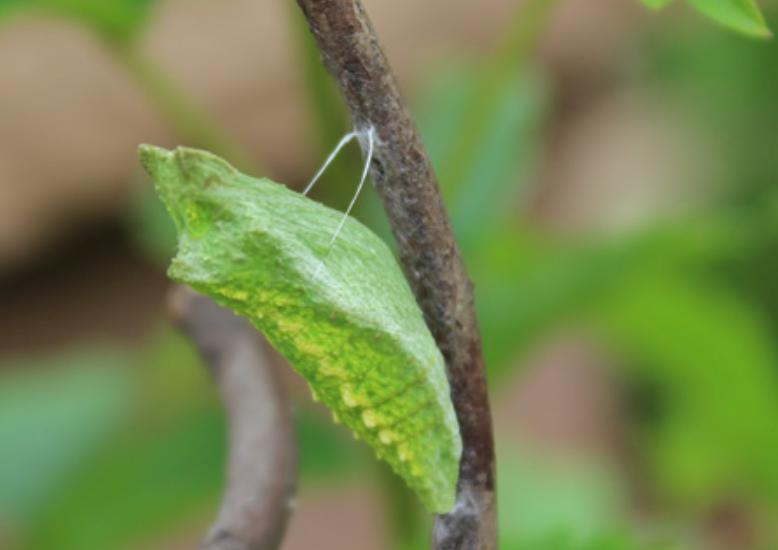 5 Black Swallowtail Chrysalis