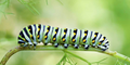 10 Black Swallowtail Caterpillars