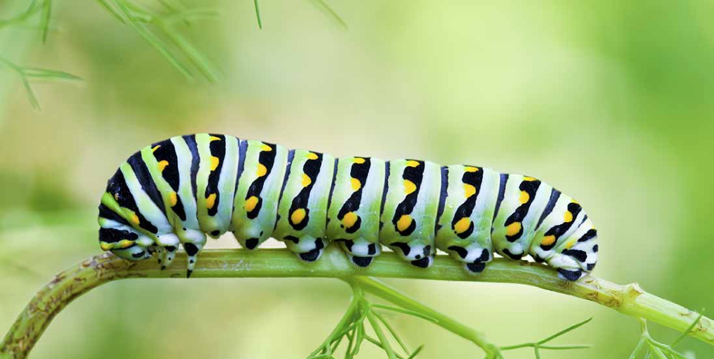 10 Black Swallowtail Caterpillars