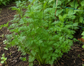 Fernleaf Parsley(15 inches)