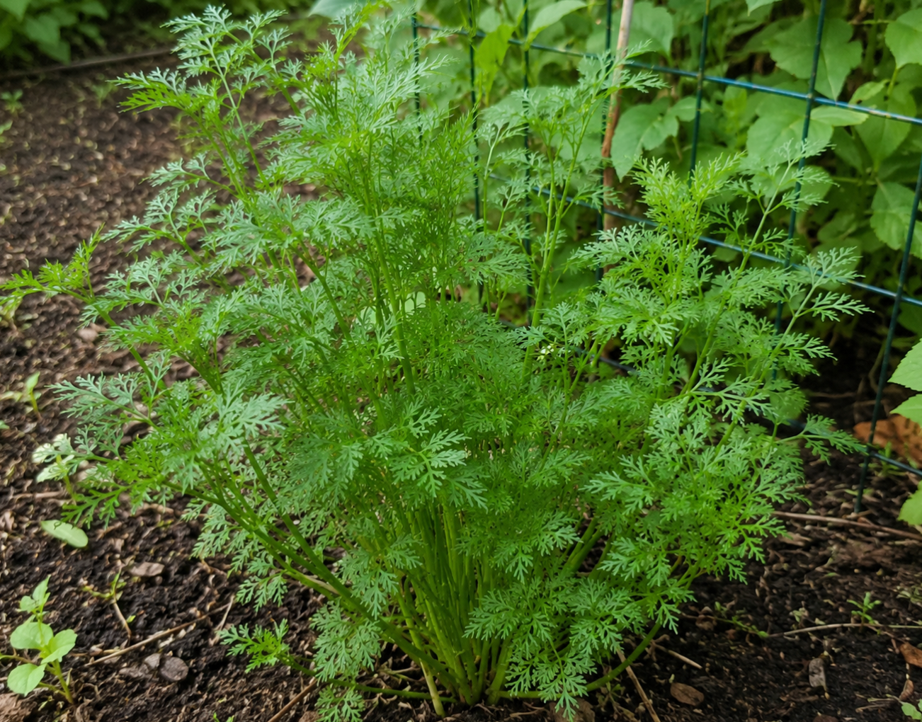 Fernleaf Parsley(15 inches)