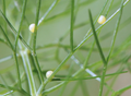 10 Black Swallowtail Eggs