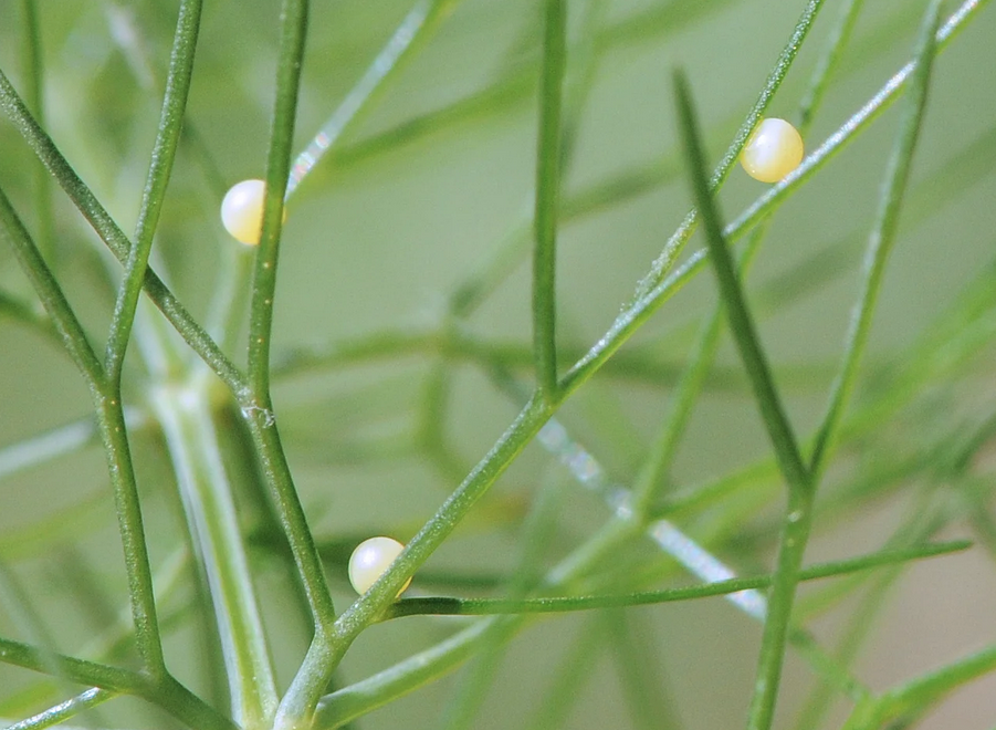 10 Black Swallowtail Eggs