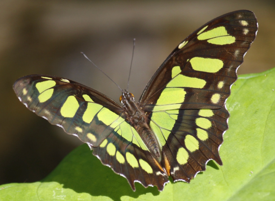 10 LIVE Malachite Caterpillars