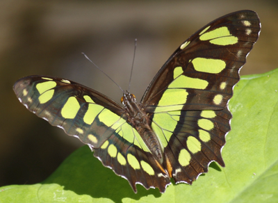 10 LIVE Malachite Caterpillars