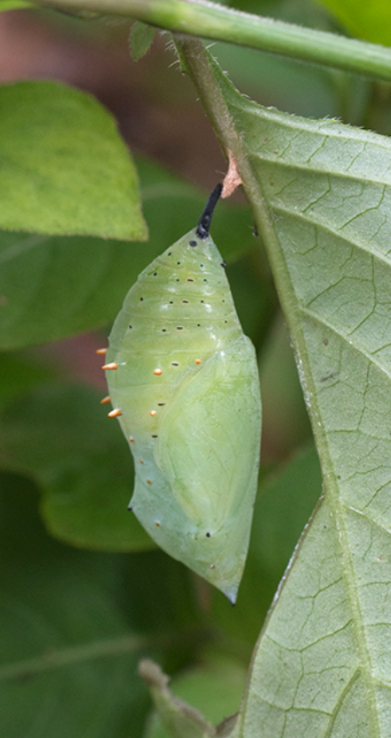 5 LIVE Malachite Chrysalis