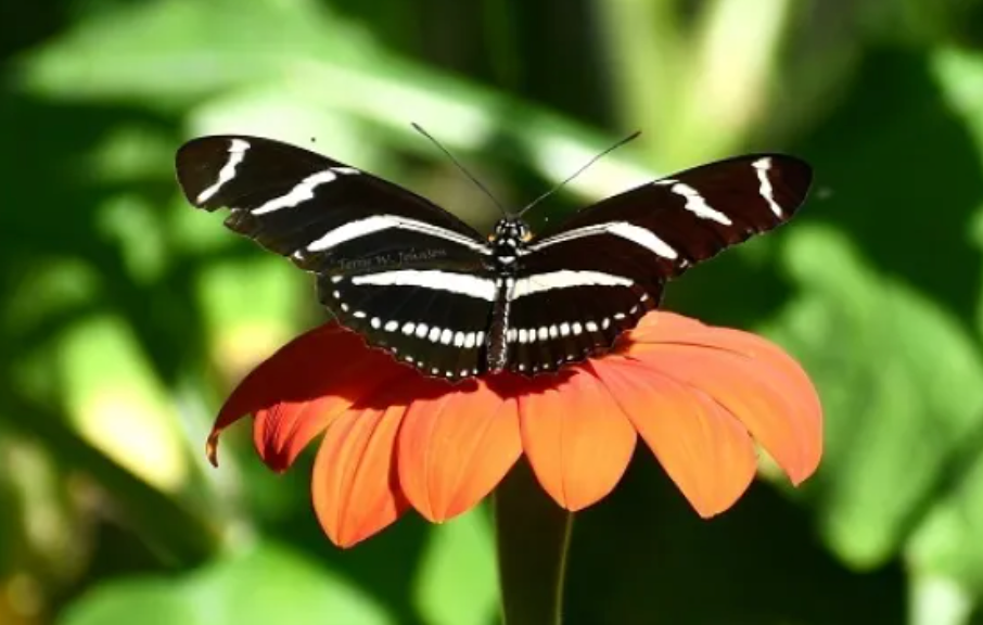 10 LIVE Zebra Longwing Caterpillars