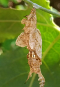 5 LIVE Zebra Longwing Chrysalis