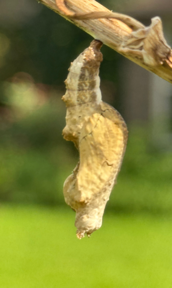 5 LIVE Gulf Fritillary Chrysalis