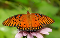10 LIVE Gulf Fritillary Caterpillars