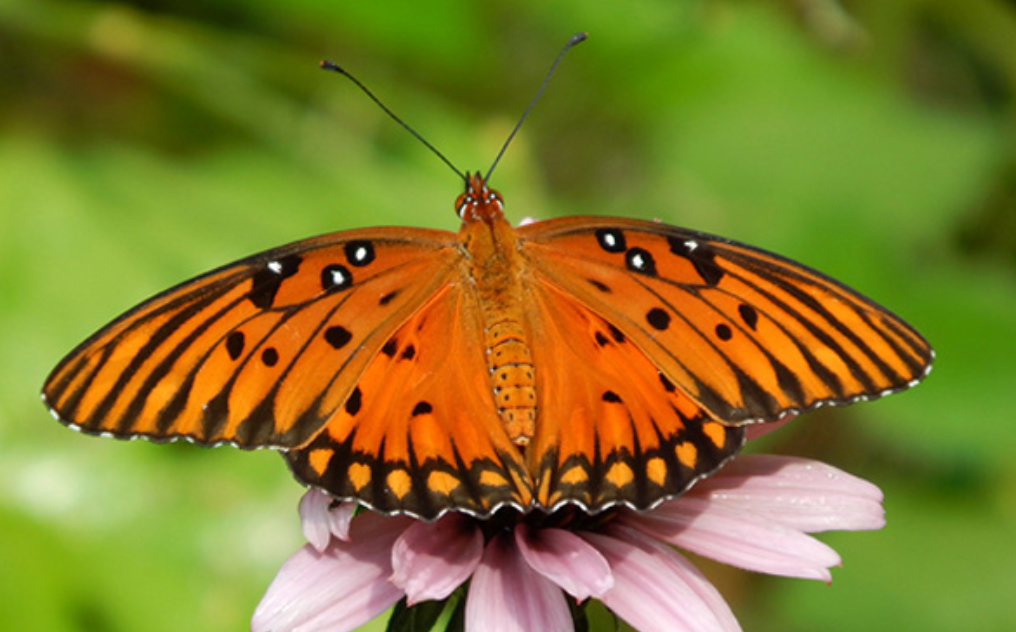 10 LIVE Gulf Fritillary Caterpillars