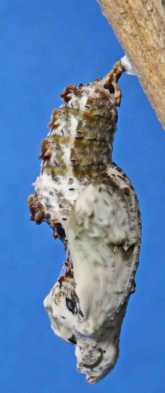 5 LIVE Julia Chrysalis