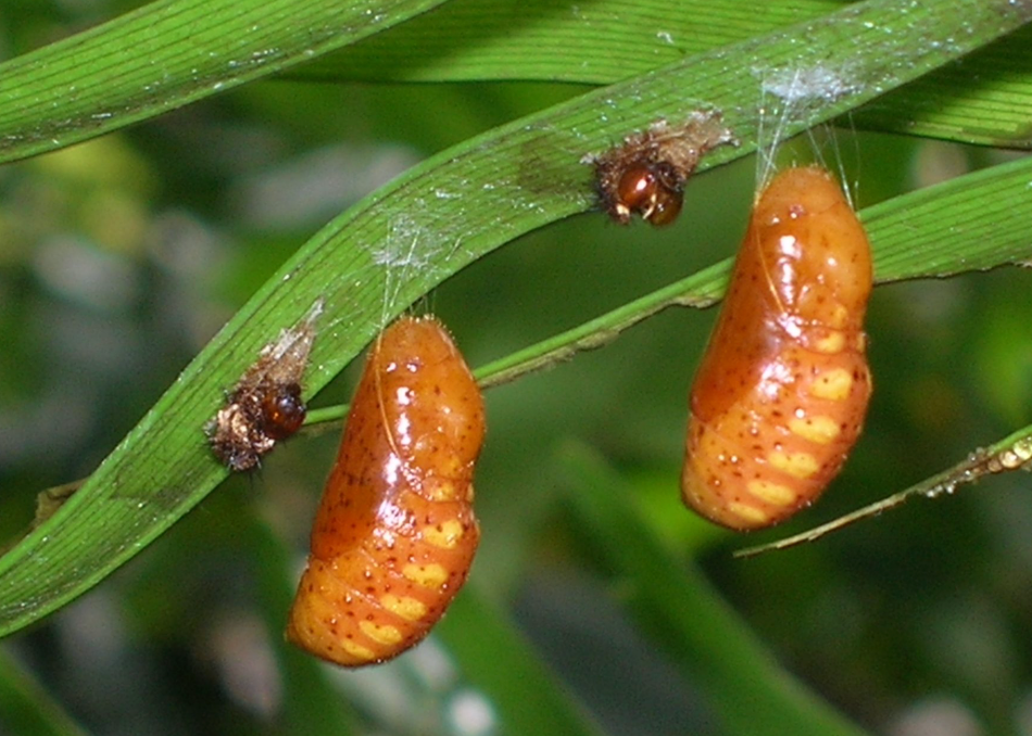 5 LIVE Atala Chrysalis