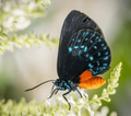 10 LIVE Atala Caterpillars