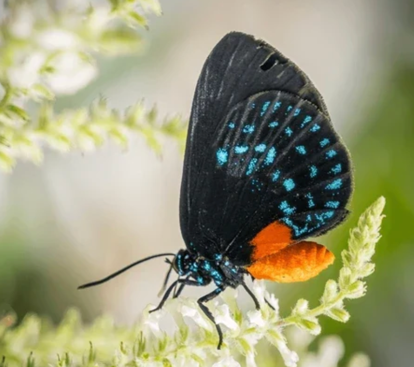 10 LIVE Atala Caterpillars