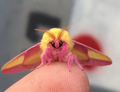 20 Rosy Maple Moth Eggs