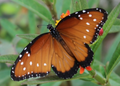 10 LIVE Queen Caterpillars