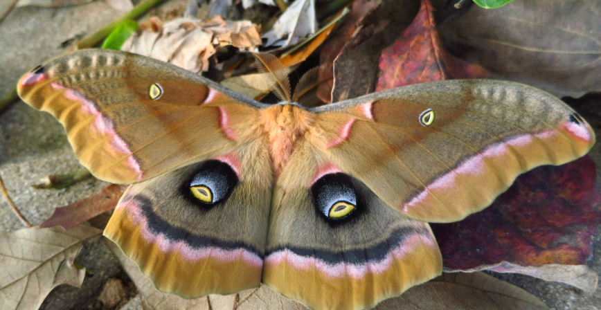 20 LIVE Polyphemus Eggs