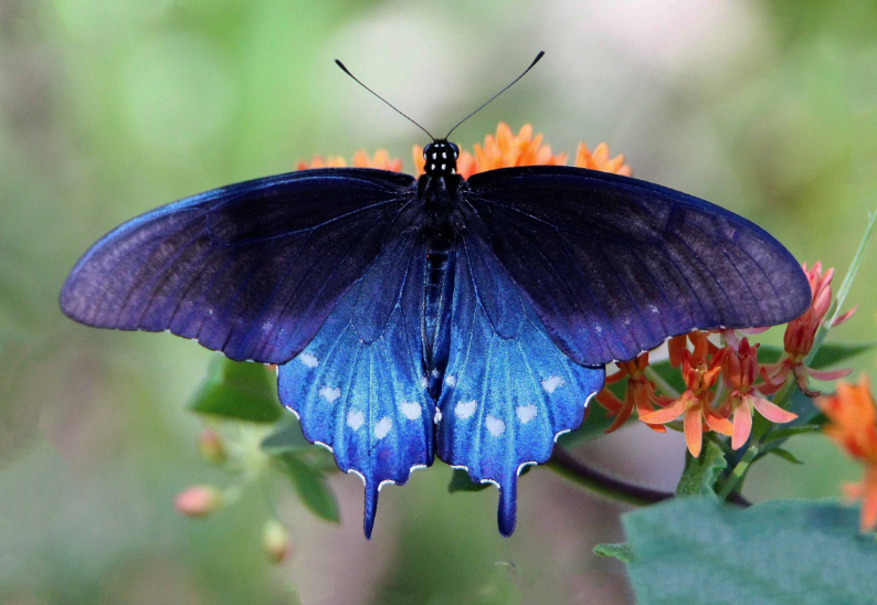 10 LIVE Pipevine Swallowtail Caterpillars