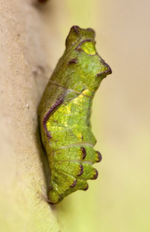 5 LIVE Pipevine Swallowtail Chrysalis