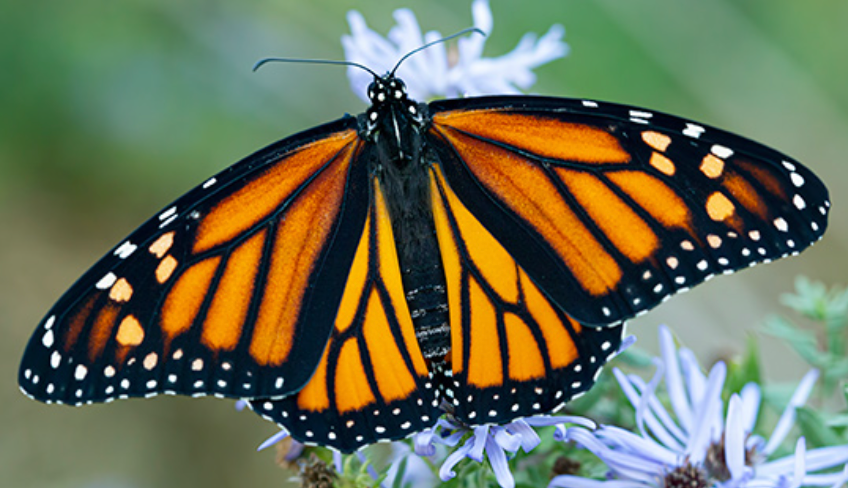 10 LIVE Monarch Caterpillars