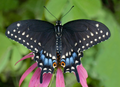 10 LIVE Black Swallowtail Caterpillars