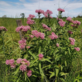 Swamp Milkweed Plant (Asclepias incarnata 2 feet)