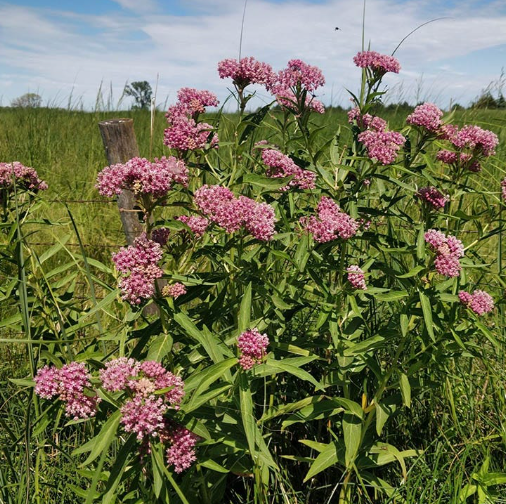 Swamp Milkweed Plant (Asclepias incarnata 2 feet)