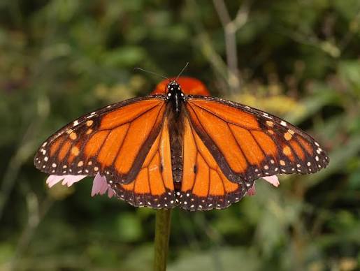 12 Monarch Butterflies For Release
